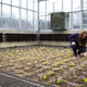 Amanda Cavanagh, a plant biochemist at the University of Illinois, tests tobacco plants engineered with the upgraded oxygen-recycling pathway in a lab greenhouse.